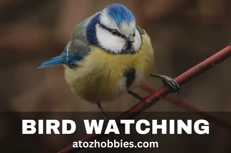 Discover The Hobby Of Bird Watching At atozhobbies.com