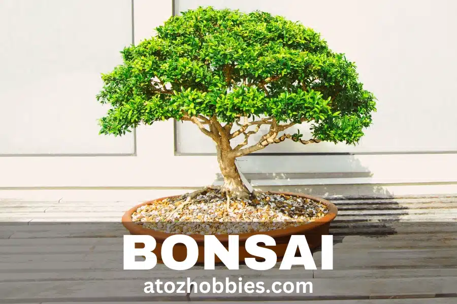 The Hobby Of Growing Bonsai Trees At atozhobbies.com